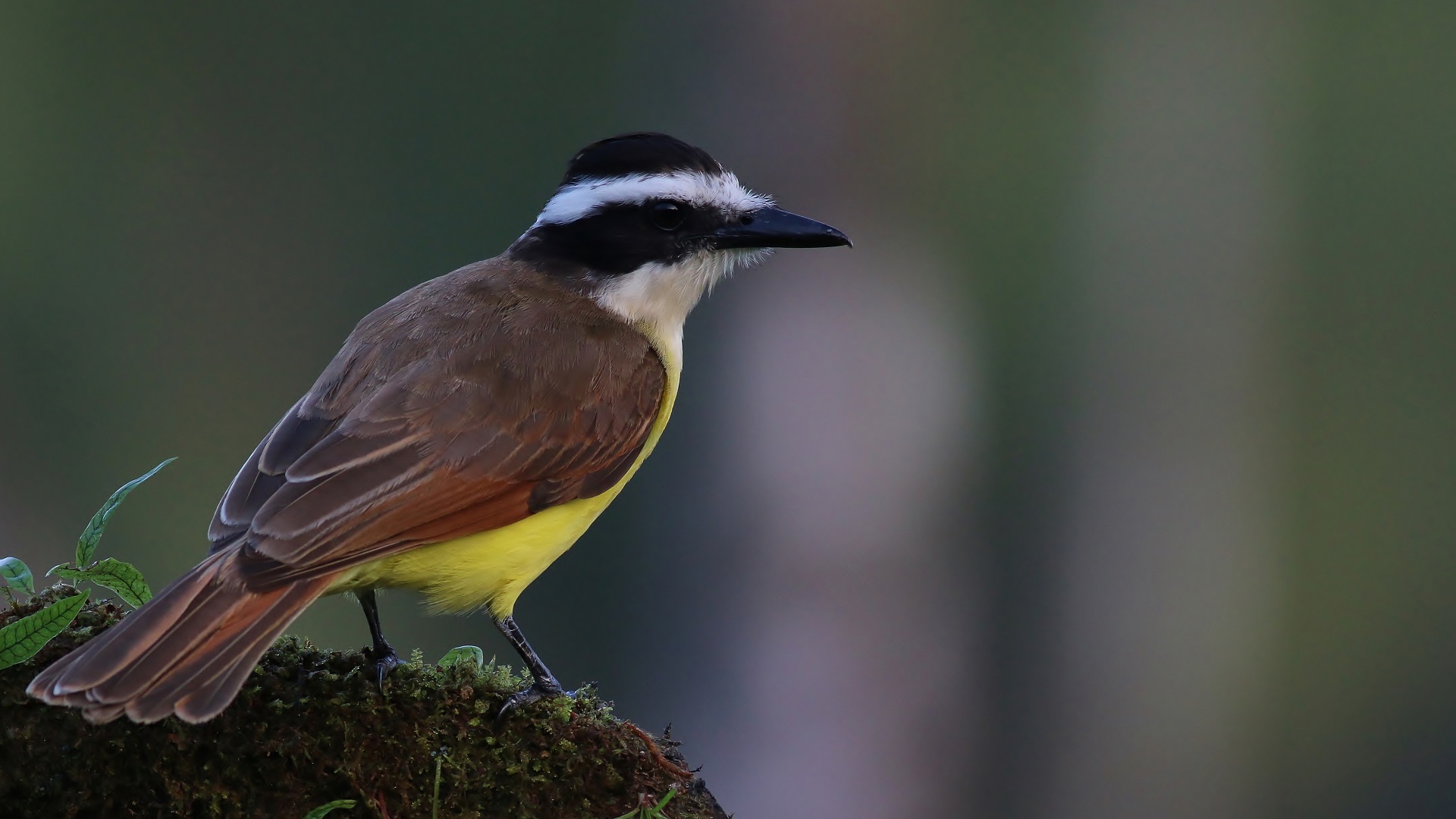 Great Kiskadee — Ana fotoğraf